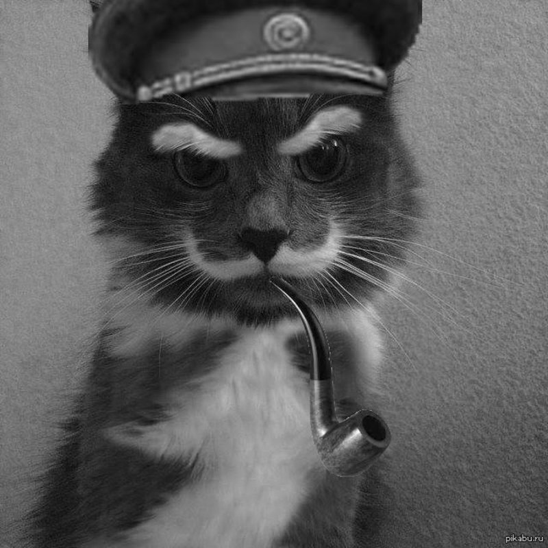 Кот СССР на аву