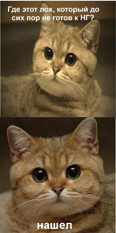 Котейка Пидрила