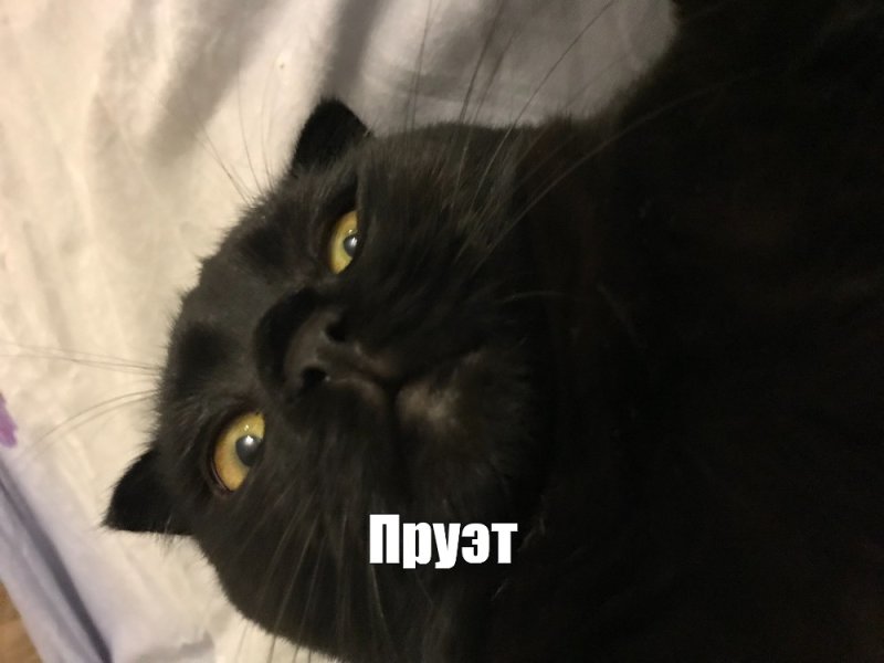 Черный вислоухий кот