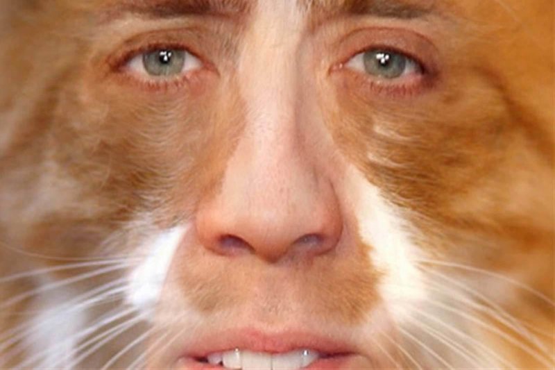 Кот с лицом Николаса Кейджа