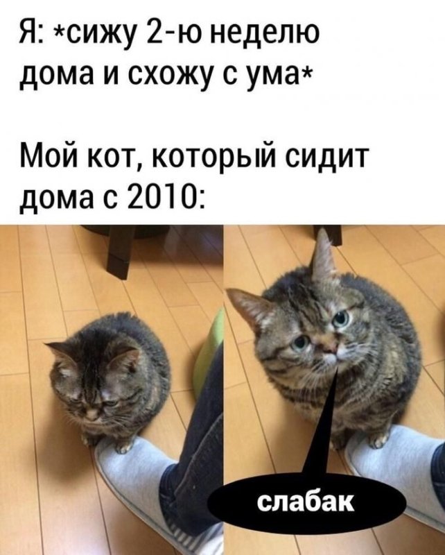Кот прикол
