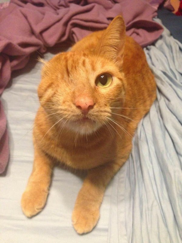 Рыжая кошка