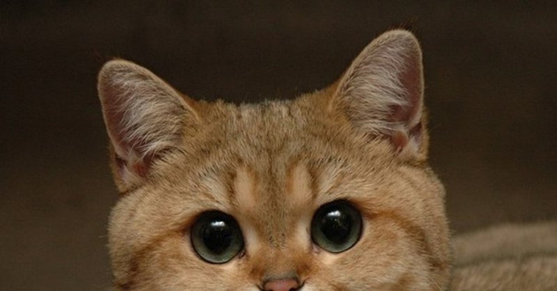 Пушистый Пидрила