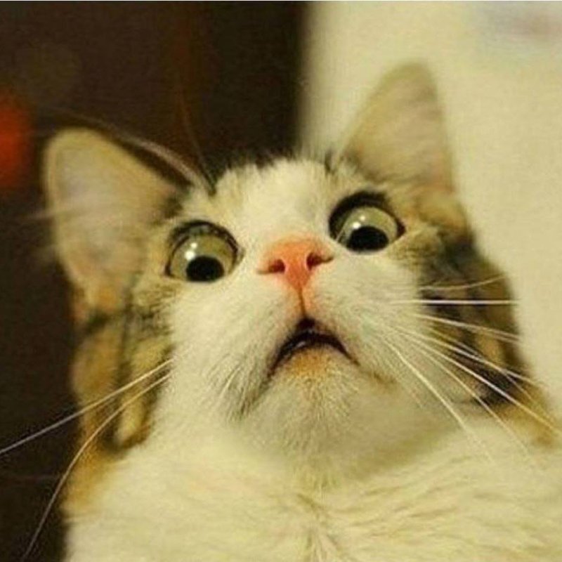 Котик в шоке