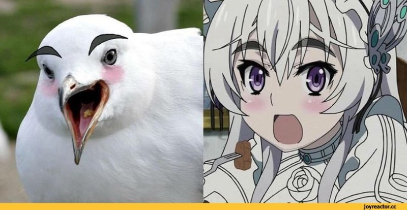 Чайки Мем
