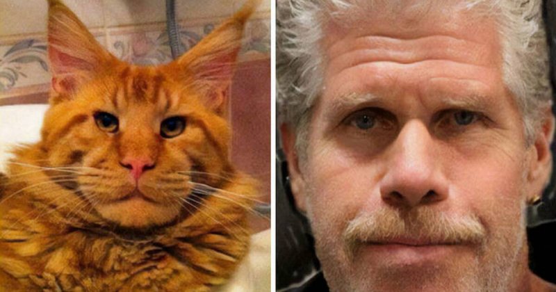 Рон Перлман и Мейн кун