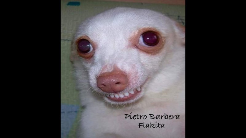 Мемы животные