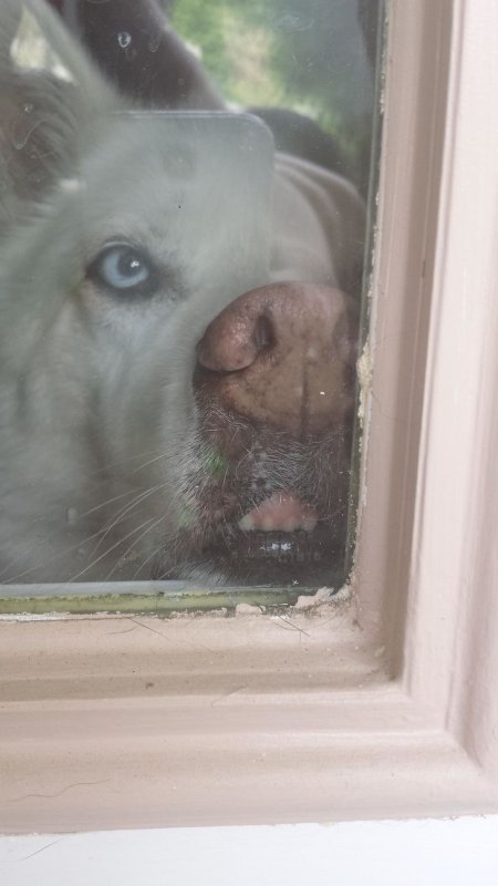 Собака прижалась к стеклу