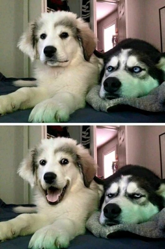 Мемы с щенками