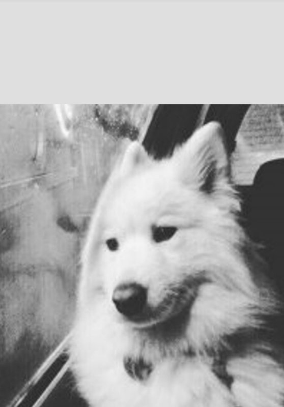 Белый пес Мем