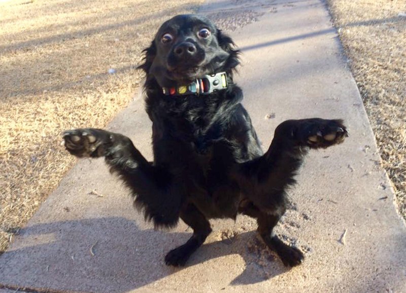 Смешные фото собак