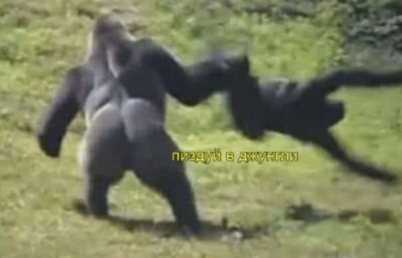 Драка горилл