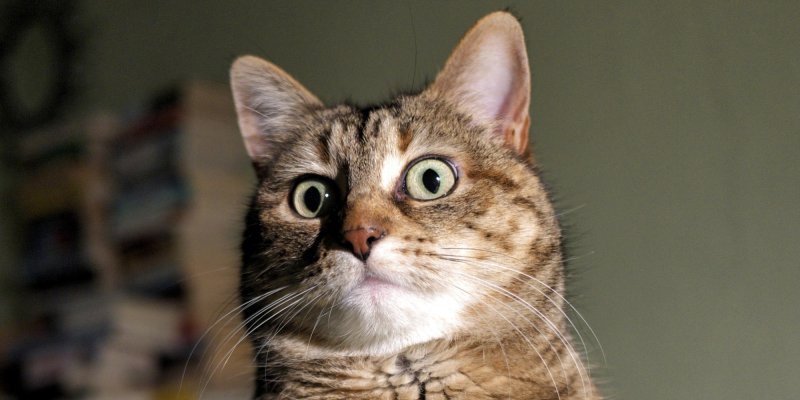Удивленный кот
