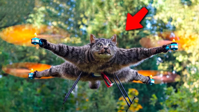 Летающие коты