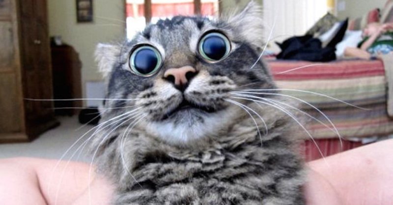 Котики приколы