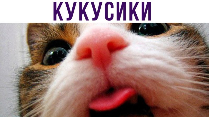 Кукусики кот