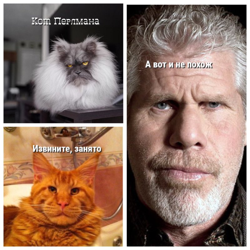 Мейн кун актер