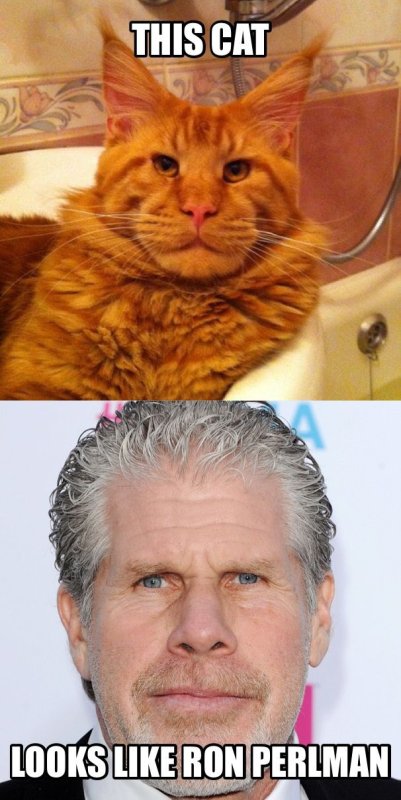 Мейн кун похож на актера Рон Перлман