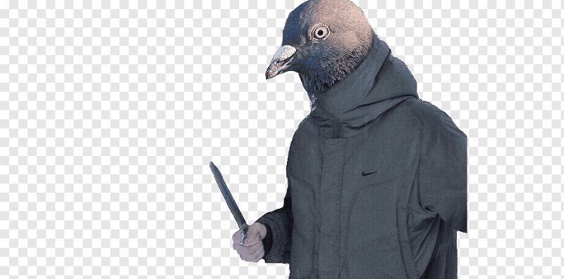 Голова голубя