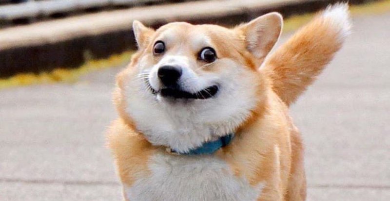 Корги улыбается