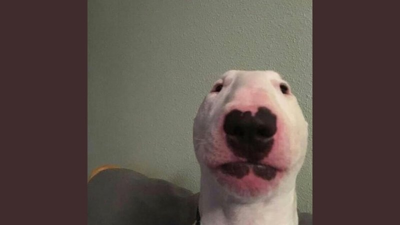 Нос собаки Мем