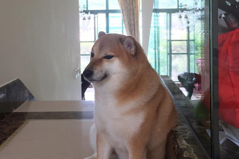 Шиба ину качок