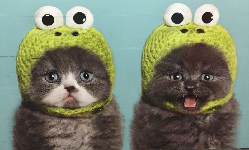 Шапочка котика