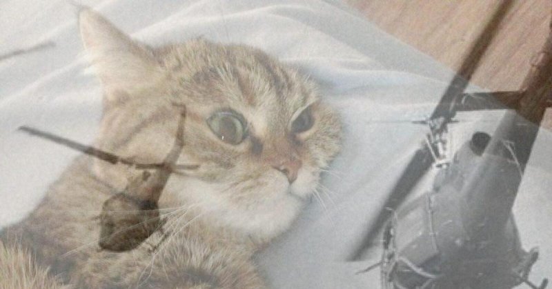 Кошка и вьетнамские флешбеки