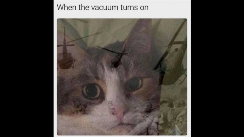 Котенок флешбеки