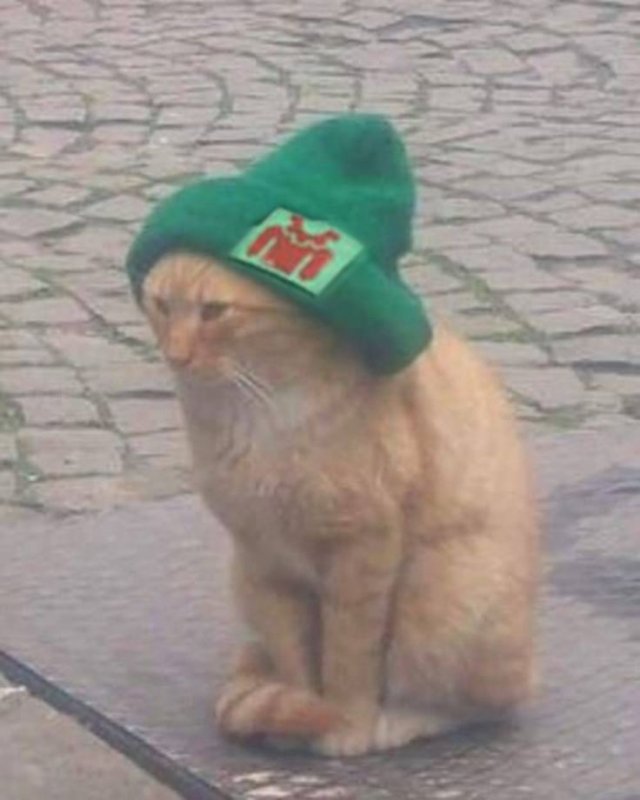 Шапочка котика