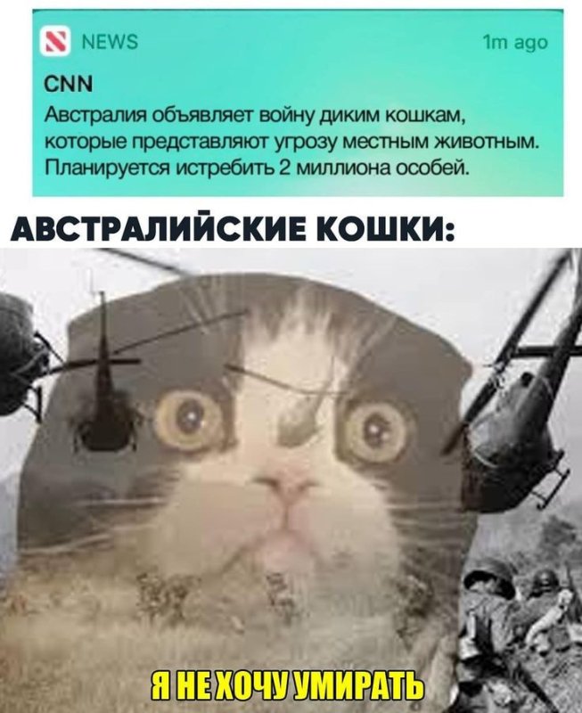 Кот флэшбэк