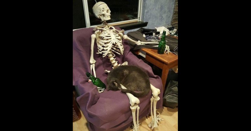 Скелет кота лежит