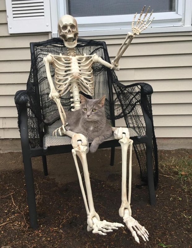Скелет кота