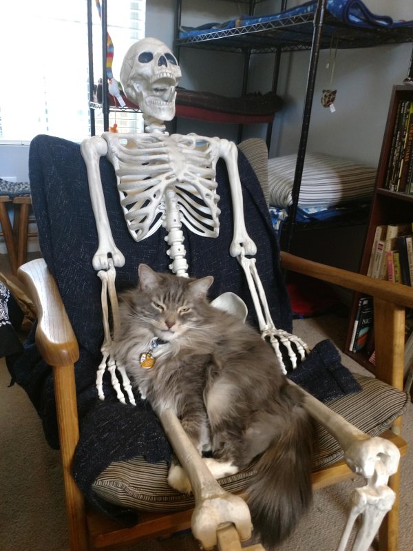 Скелет кота
