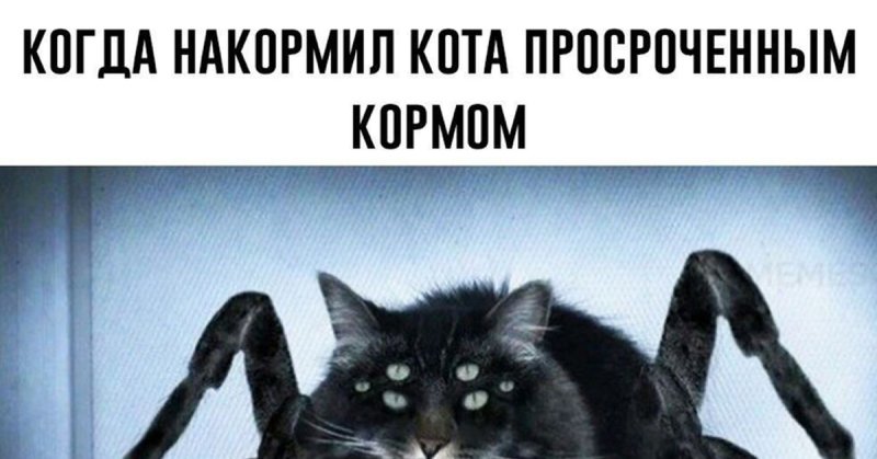 Кот паук Мем