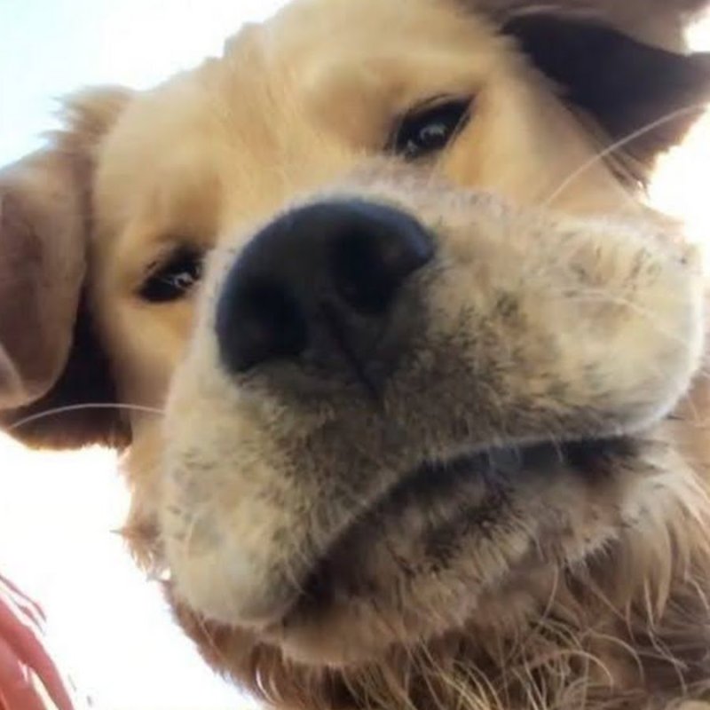 Собака фронталка