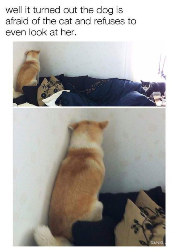 Кот отвернулся обиделся