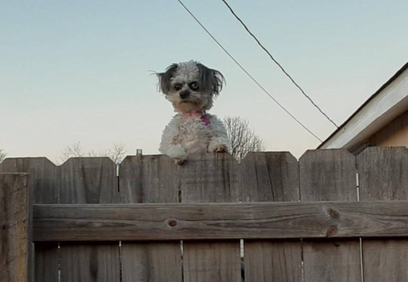 Смешные животные за забором