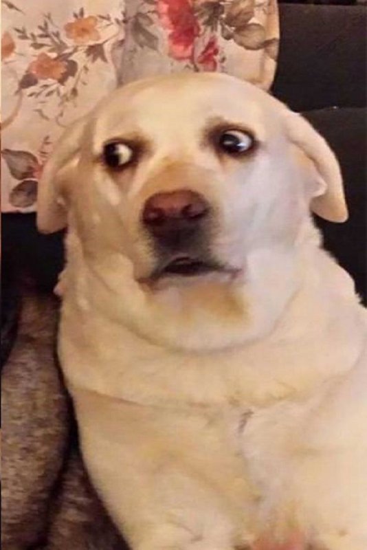 Мемы с собаками