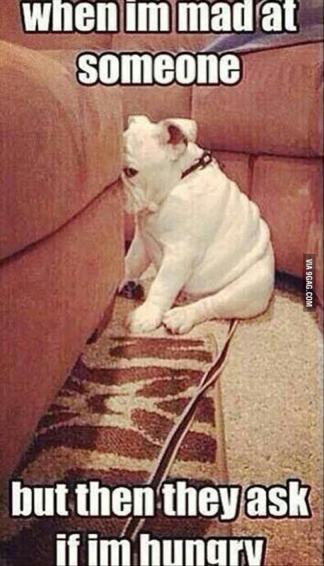 Собака обиделась