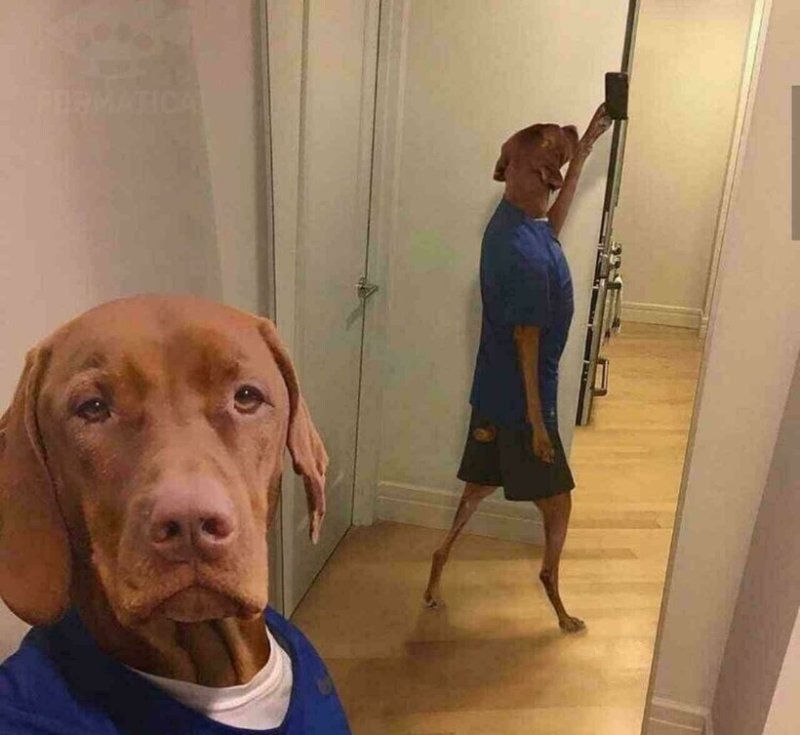 Собака ржака