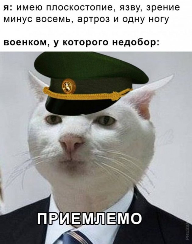 Коты мемы