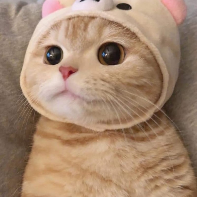 Котики на аву милые Пинтерест