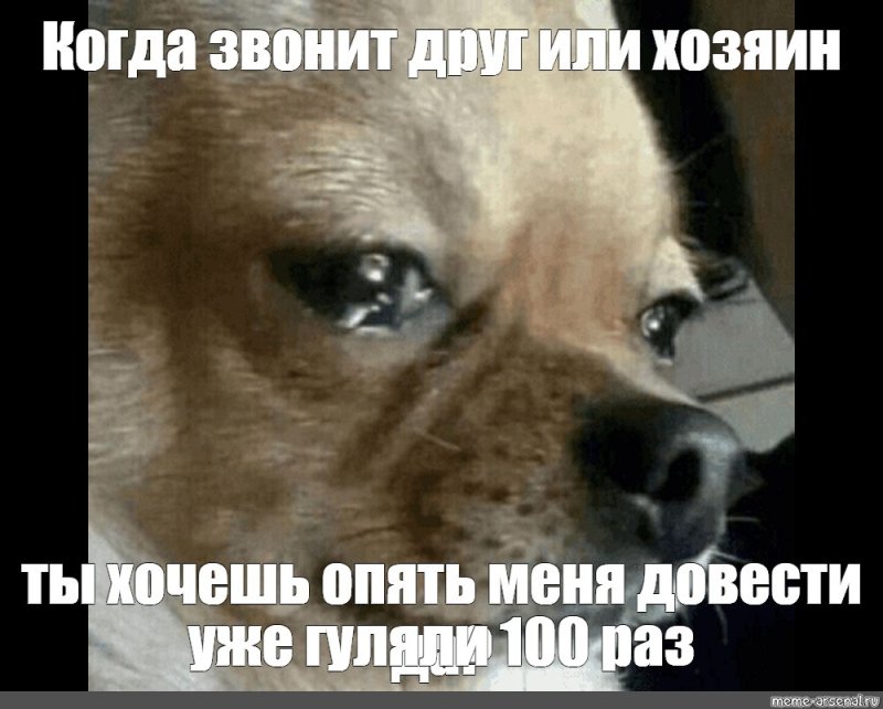 Грустная собака Мем