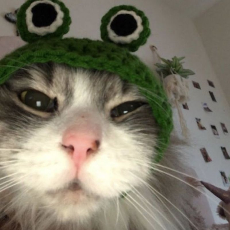 Милый котик в костюме лягушки