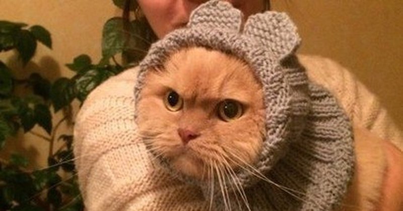 Кот в вязаной шапке