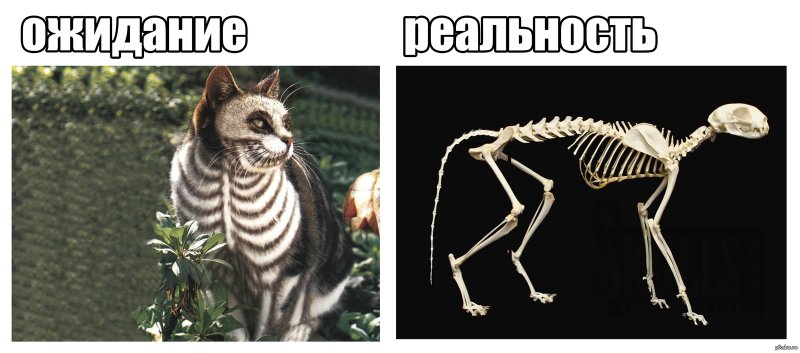 Покажи скелет кота