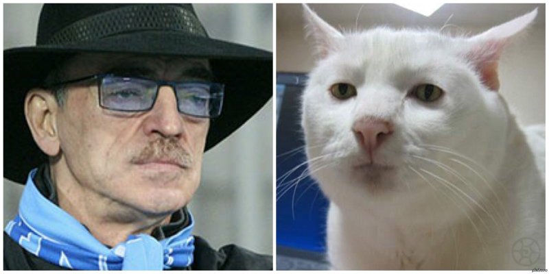 Мемы с котом приемлемо