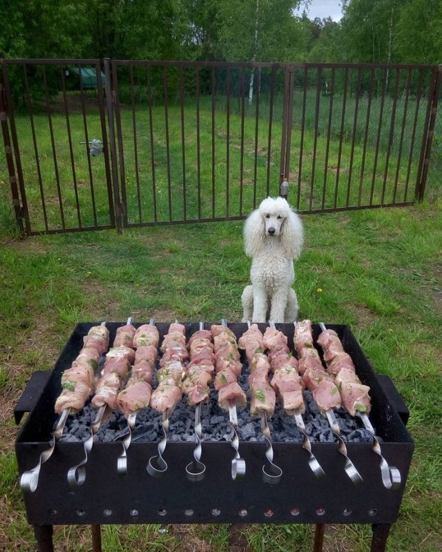 Шашлык на мангале