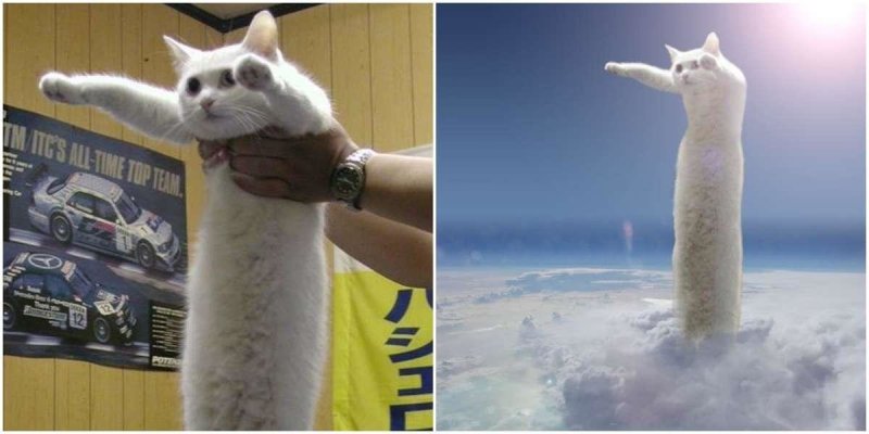 Длиннокот Мем